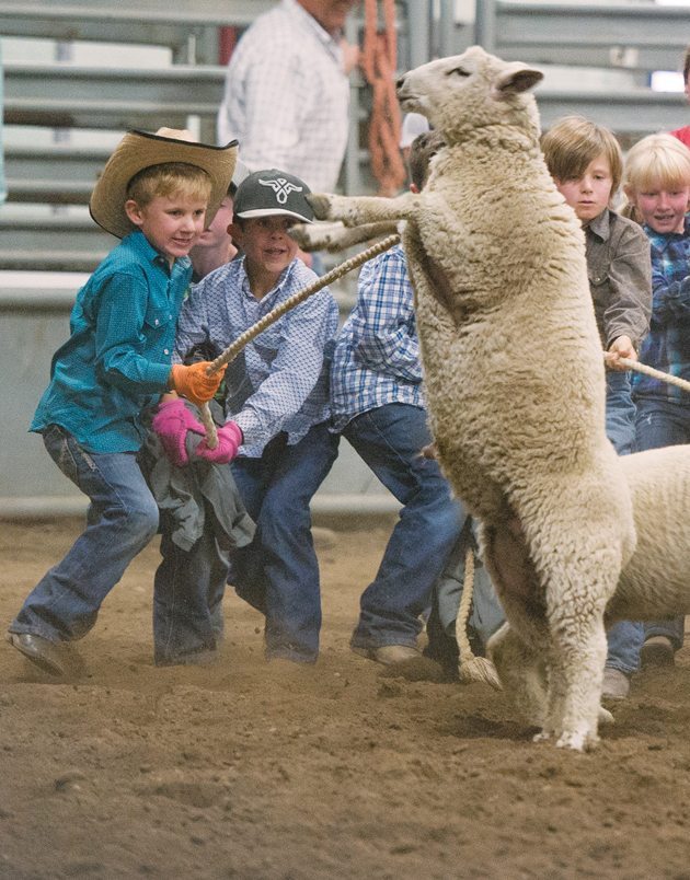 Kids hang on during the sheep dressing event. To win, they must slip the T-shirt over the sheep’s head. | Mike Sturk photo
