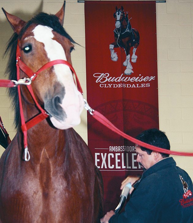 Manny Raber prepares a Clydesdale gelding that is part of the Budweiser eight horse hitch team. Each horse must meet particular physical characteristics such as solid bay colour and four white feet with a white blaze down the face. | Barbara Duckworth photo