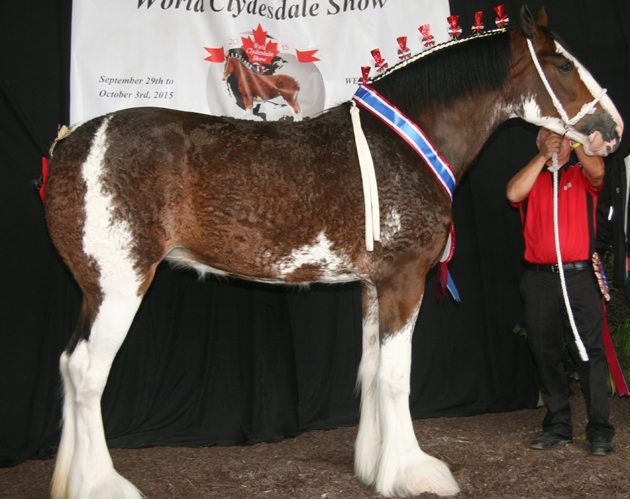 Anderson's Ovation, born January, 2013, was the unanimous choice of a panel of judges at theAnderson's Ovation, born January, 2013, was the unanimous choice of a panel of judges at the World Clydesdale Show held in London, Ont., Sept. 29 - Oct. 3. | Barbara Duckworth photo