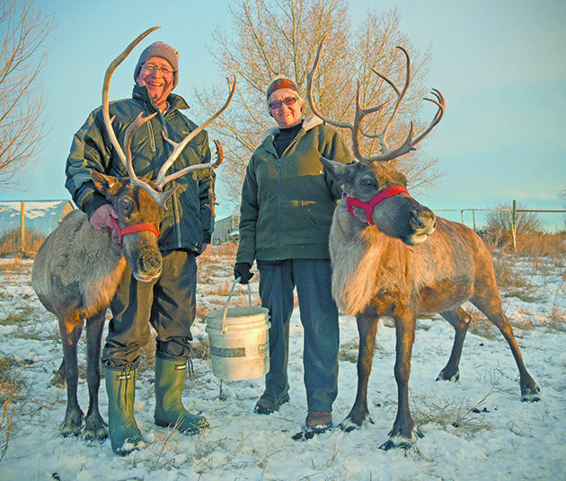 Wes and Elaine Wirtz started South Tundra Reindeer in hopes of selling breeding stock but chronic wasting disease closed export markets. They now raise 16 animals for enjoyment, saying they are small and train well. | William DeKay photo