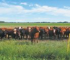 Introducing cattle to a grain farm can increase weed management options. | Brenda Frick photo
