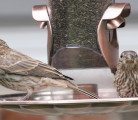 Wear gloves when handling bird feeders and wash hands to avoid contracting the bacteria.| Stock photo