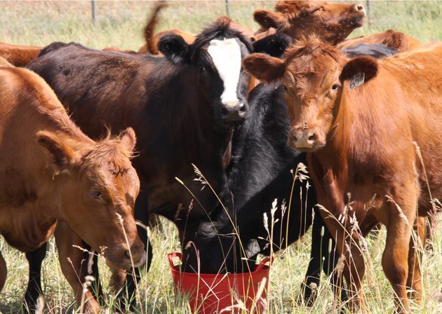 There are about 500,000 cattle fed in Lethbridge County, which is the heart of the cattle-feeding industry and has thus been dubbed feedlot alley. Cattle, feed and manure hauling are constant on county and provincial roads.| File photo