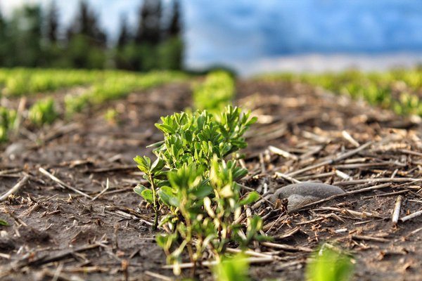 Photo by Parker Wall.