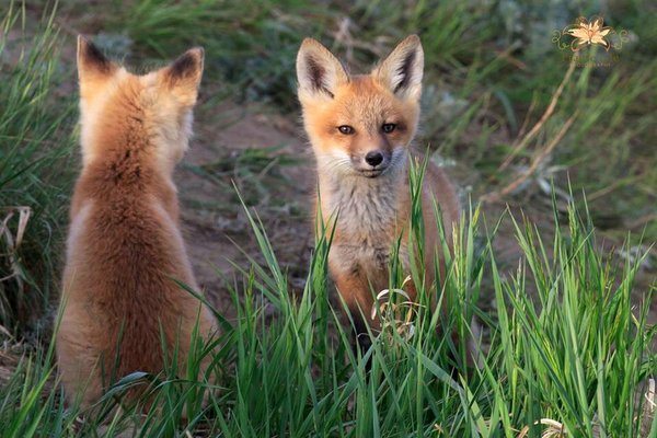 Photo by Prairie Life Photo.