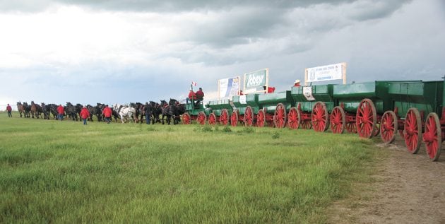 A heavy horse hitch of 20 Percherons was recently on display at Strathmore, Alta. Neil Dimmock, who farms and raises Percherons near Edmonton, decided last September to drive the horses in the Calgary Stampede parade July 8. The team was pulling eight grain wagons, which Dimmock and his father restored. | Barbara Duckworth photo