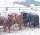28-col_MPM011111cattle_blizzard