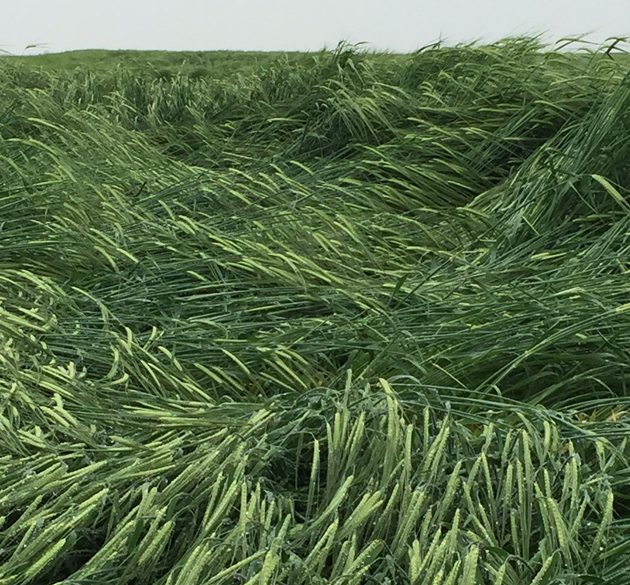 Barley lodged northeast of Saskatoon. | Brian Cross photo