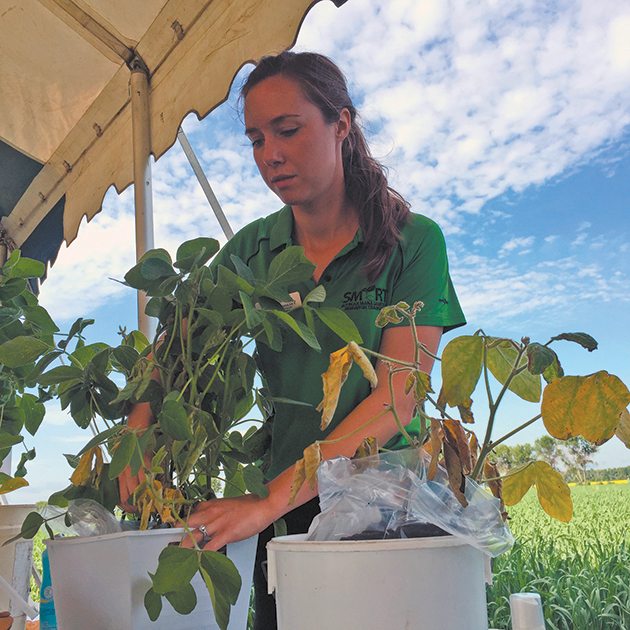 Kristin Podolsky of Manitoba Pulse and Soybean Growers describes the appearance of phytophthora root rot on soybean plants to field day participants. | Ed White photo
