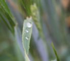 Forecasters are calling for rain, rain and more rain across the Prairies for the next two weeks. | D'Arce McMillan photo