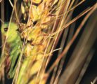 A year of low grasshopper presence is no time for farmers to let down their guard. | File photo