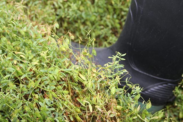 Some lentil fields in Saskatchewan may be abandoned because of the excess moisture they received this summer. | File photo