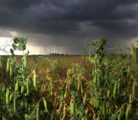 Showers and small systems will be the order of the day for the next few weeks, damaging early season crops such as peas and lentils. | Michael Raine photo