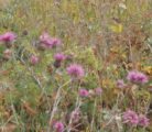 Spotted knapweed blooms are within sight of the Sherburne Reservoir in Montana’s Glacier National Park.
| Barb Glen photo