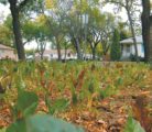 Farming in the city has its challenges with soil, shade and even traffic at times, but Josh Hellawell said it helps reconnect people with their food when they see it growing around them. | Barb Glen photo