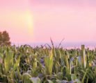 The recent discovery that corn is more genetically diverse than first thought is expected to open up all kinds of opportunities for the crop. This corn field was planted by ANR Belsheim, which is operated by Allan, Noel and Ryan Belsheim of Tulliby Lake, Alta. The farm has received ideal moisture this summer and the crop was looking good Aug. 9, when the photograph was taken. | Carmen Holland photo