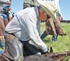 Invermectin products are effective in treating warbles and other external parasites. | File photo