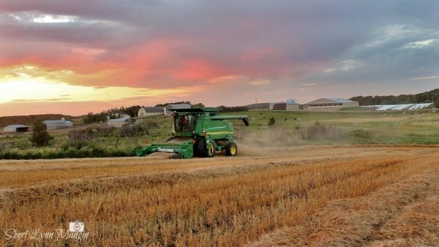 Jamie Mangin @jmangin_22 | #harvest16 sunset at Mangin Bros. Dairy #westcdnag #mbag @westernproducer