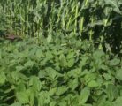 Soybeans and corn short at AIM july 2016.