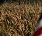 The U.S. Agriculture Department also reported corn and soybean stocks as of Sept. 1 at multi-year highs despite record usage of both commodities during the June, July and August time period. | File photo