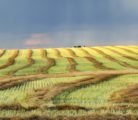 Larger than expected year-end crop stocks data recently forced the agency to revise its estimate of the 2015 canola crop up by 1.15 million tonnes to 18.38 million. Revisions are becoming an annual occurrence.
| File photo