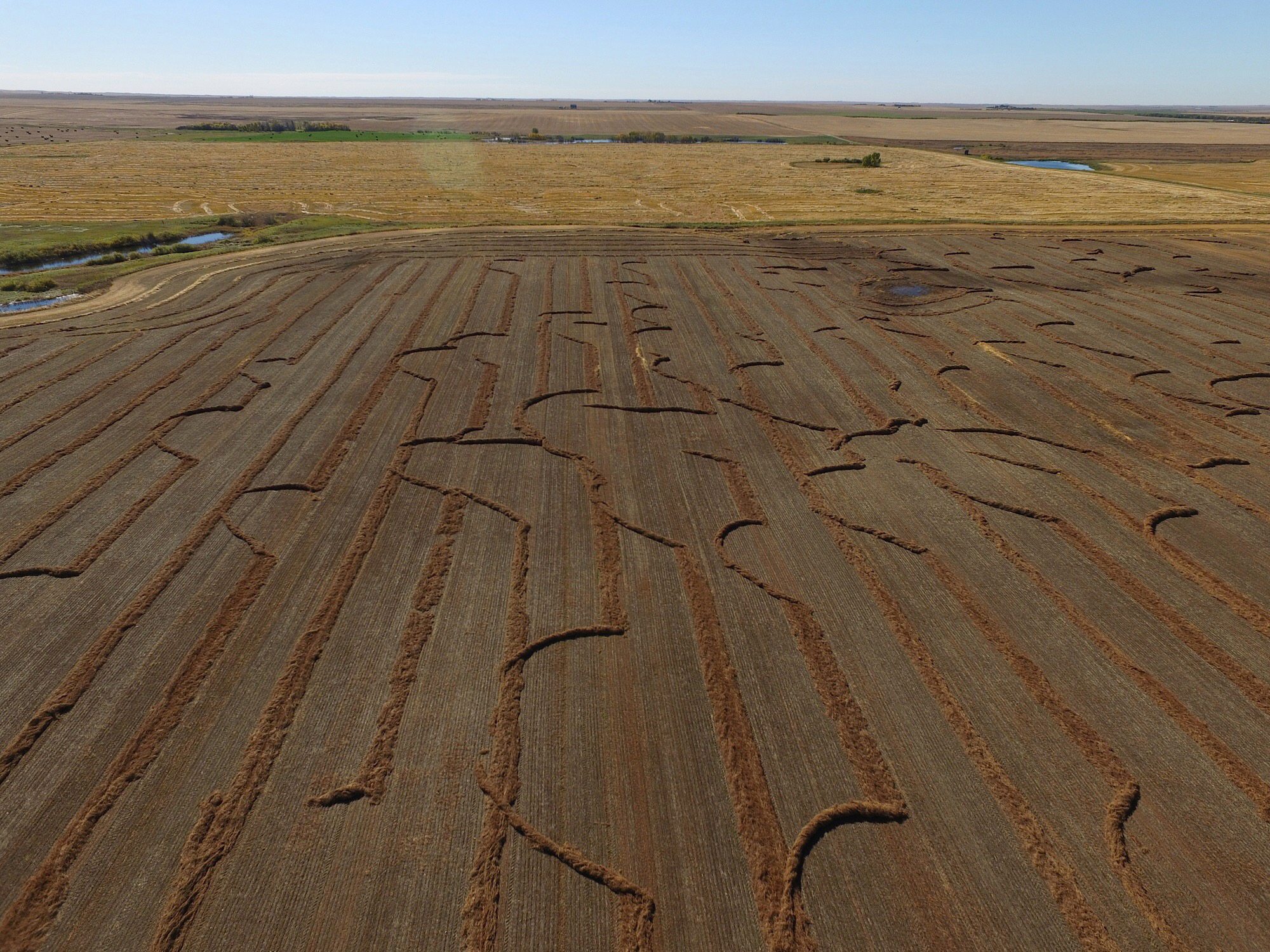 One more challenge for harvest 2016! Near D'Arcy, Sask. | Grant McIntyre photo