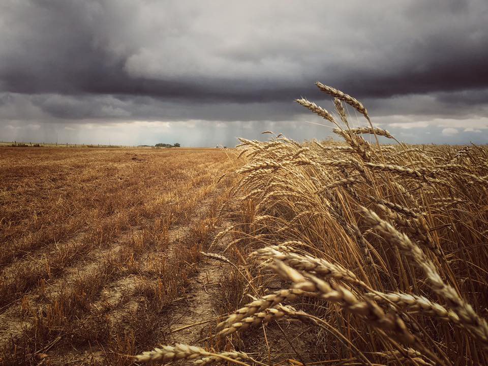 #Harvest16 photo contest. Crops on the Kimmitt farm -highway 879. | Kim MacDonald photo