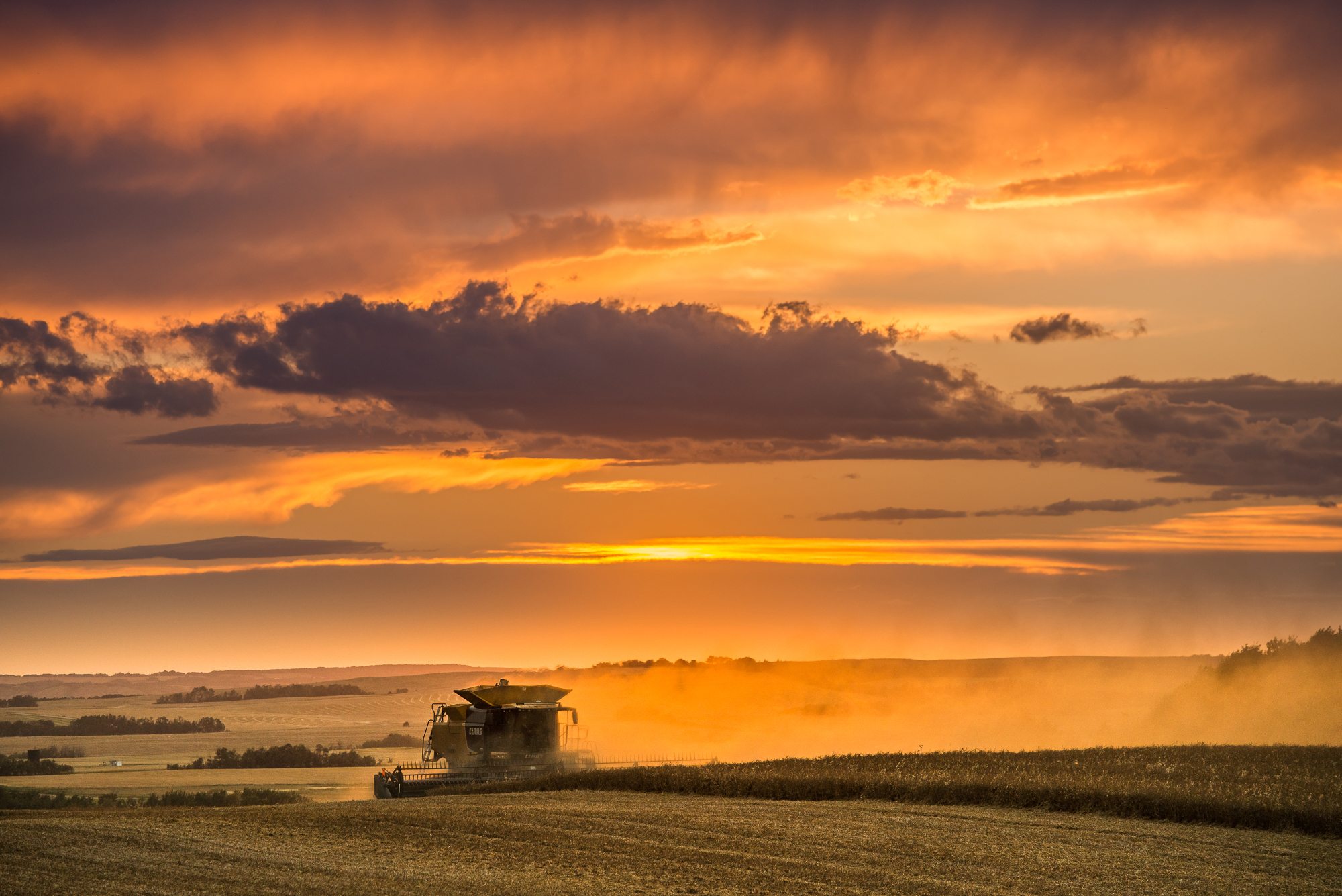 Taken much before the snow ever hit. Combining peas near Mervin, SK. Greg Warrington taking the evening shift. | Mark Seabrook photo.