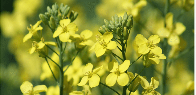 canola