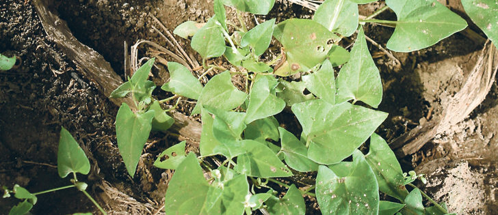 weed of the week wild buckwheat the western producer wild buck wheat