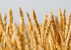 Close-up of ripe wheat heads.