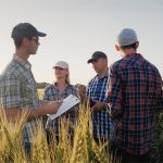 An older farmer talks with three younger farmers in a wheat field.