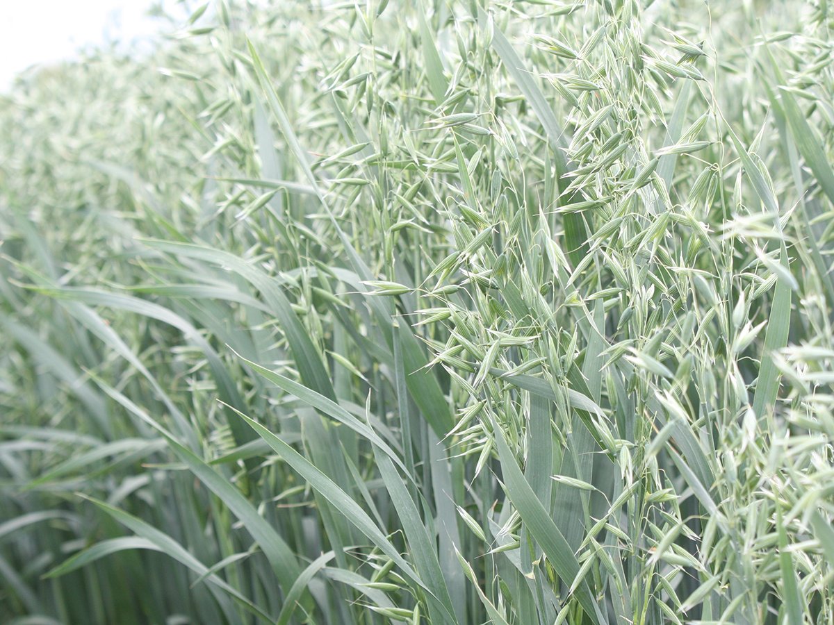 A close-up view of a green oats crop.