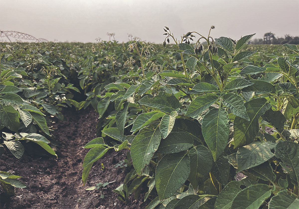 A low level photo of potato plants in a field in Manitoba.