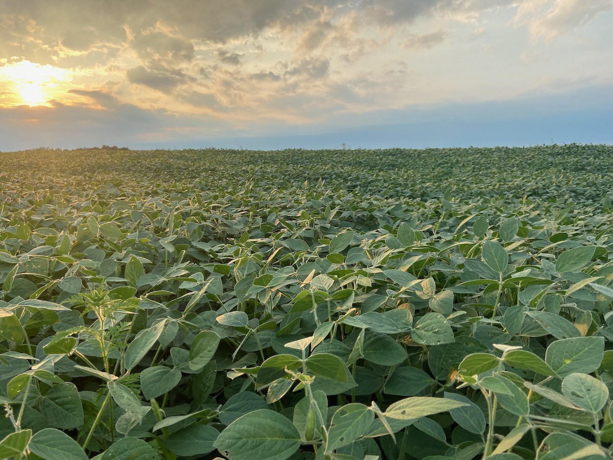A lush green soybean field at sunset.