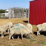 Sheep eating hay in an outdoor pen in the summer.