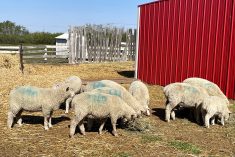Sheep eating hay in an outdoor pen in the summer.