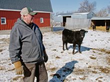 A man in a pen with a lone black cow and a red barn in the background.