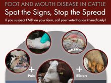 It’s important for cattle producers to know the signs of foot-and-mouth disease in their animals. | Canadian Beef Research Council poster
