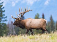A bull elk with a huge rack of horns stands in a meadow in the mountains in the summer.