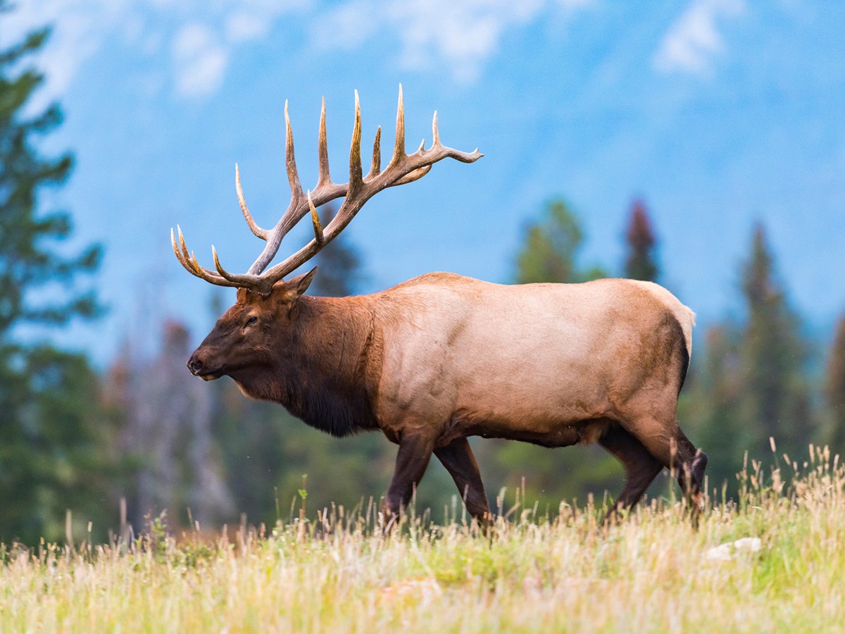 A bull elk with a huge rack of horns stands in a meadow in the mountains in the summer.