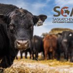 A screencap of the Saskatchewan Cattlemen's Association 2024 annual report featuring a large black cow staring directly at the camera with the SCA logo in the upper righthand corner.