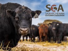 A screencap of the Saskatchewan Cattlemen's Association 2024 annual report featuring a large black cow staring directly at the camera with the SCA logo in the upper righthand corner.