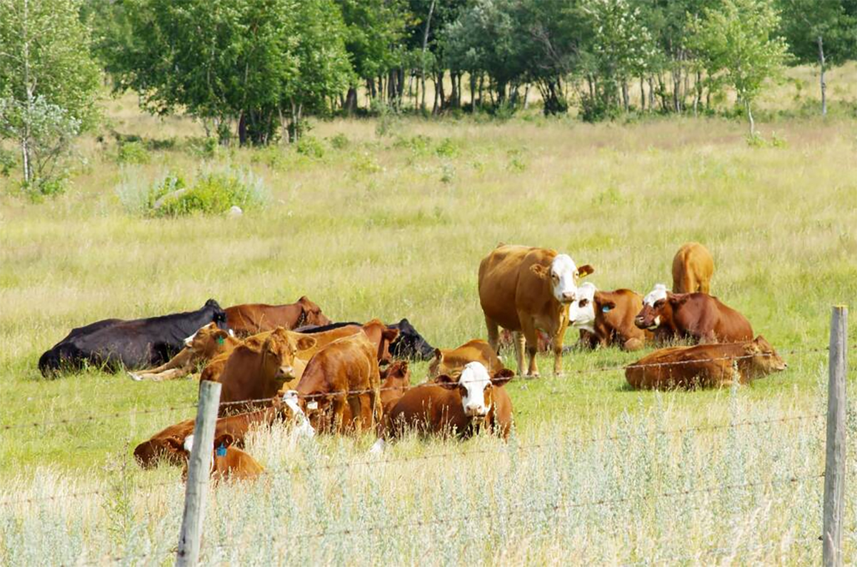 Beef cattle graze on a pasture near Ethelbert, Man.