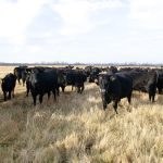 A herd of black cattle in a pasture.