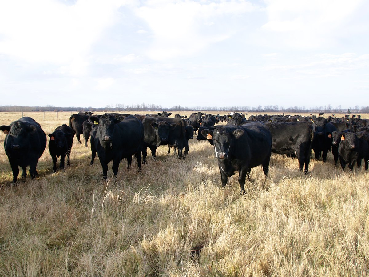A herd of black cattle in a pasture.