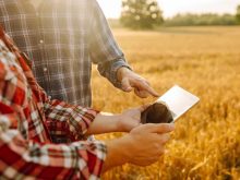 Two farmers look at a tablet while standing in a field.