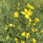 Close-up of a blooming canola plant.