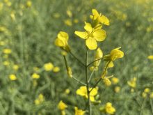 Close-up of a blooming canola plant.