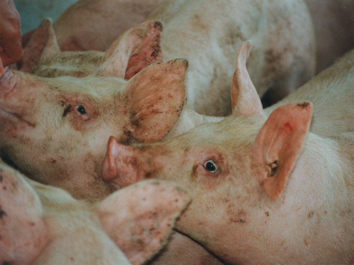 Hogs bunched together in a pen.